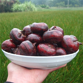 超大号广西农家特产农产品蔬菜水果马蹄荸荠新鲜5斤包邮