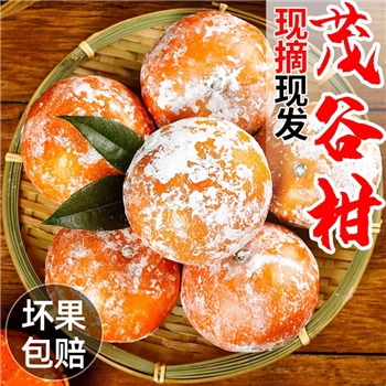 广西茂谷柑脏脏柑10斤新鲜采摘香甜甜蜜爽口石灰柑武鸣香甜多汁