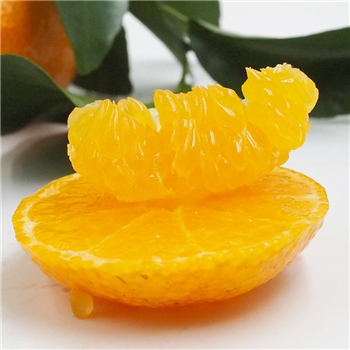 永福砂糖桔 十斤装