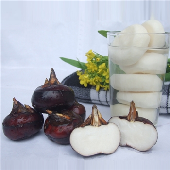 新鲜现挖5斤新鲜广西桂林农产品特产马蹄荸荠清甜