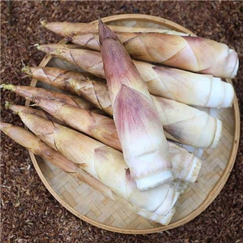 春笋新鲜现挖竹笋5斤